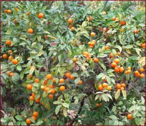 Moroccan Tours Agency - marokko_klimaat